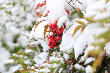 美しく雪化粧した南天