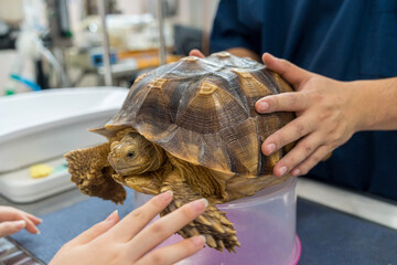 Exotic Pets. Sulcata Tortoise or African spurred tortoise are in the veterinary examination room. - obrazy, fototapety, plakaty