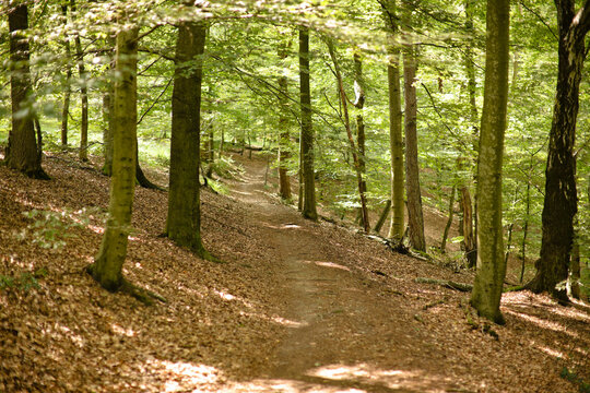 Forest Path, Balkhausen, Rheinisch-Bergischer Kreis, North Rhine-Westphalia, Germany