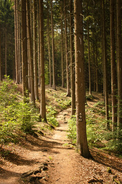 Forest Path, Balkhausen, Rheinisch-Bergischer Kreis, North Rhine-Westphalia, Germany