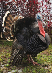 Turkey walking in the grass