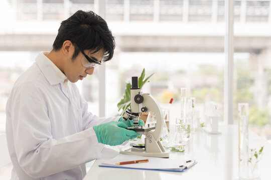 Asian male scientists using microscope working in the laboratory..Male researcher doing tests of plants in the lab. Medical, Lab, Scientific experiment, Researcher, Research