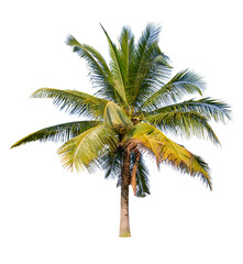 Fototapeta na wymiar isolated big coconut tree on White Background.Large coconut trees database Botanical garden organization elements of Asian nature in Thailand, tropical trees isolated used for design, advertising