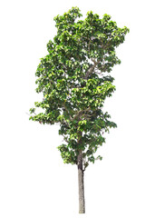 isolated big tree on White Background. tropical trees isolated used for design, advertising and architecture