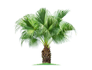 isolated big palm tree on White Background.Large palm trees database Botanical garden organization elements of Asian nature in Thailand, tropical trees isolated used for design, advertising