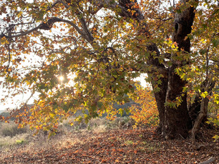 California winter is very similar to autumn. Leaf fall, warm during the day and grass begins to grow.