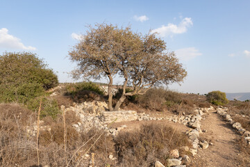 A large  tree grows on a hill in the territory of ancient Jotapata city, was located during the Roman Empire ancient Jotapata, in Tel Yodfat National park, in northern Israel