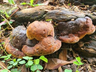 mushrooms in the forest