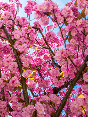 Few branches of pink double cherry flowers