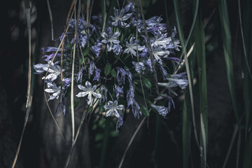 Fine art image of a blue agapanthus flower isolated against a grey background