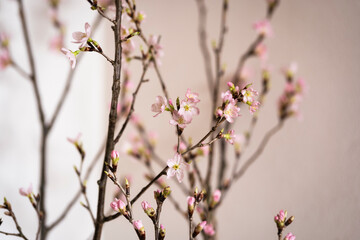 活けた桜