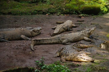 alligator in the swamp
