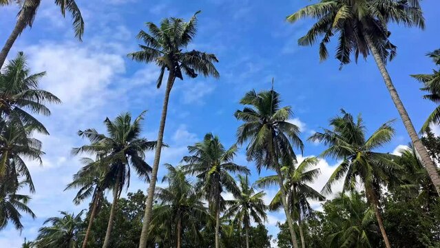 Breeze swaying coconut palm trees in bright blue sky on an island in the Philippines. Low angle 4K tropical footage. 