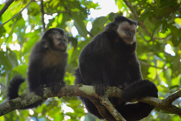Young and Adult Capuchin monkeys, Sapajus nigritus, sitting on a branch of a leafy green tree at the Iguazú National Park, Argentina