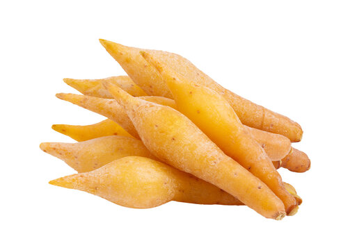 finger root (Krachai) Thai herb on transparent png