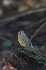 red flanked blue tail on a perch