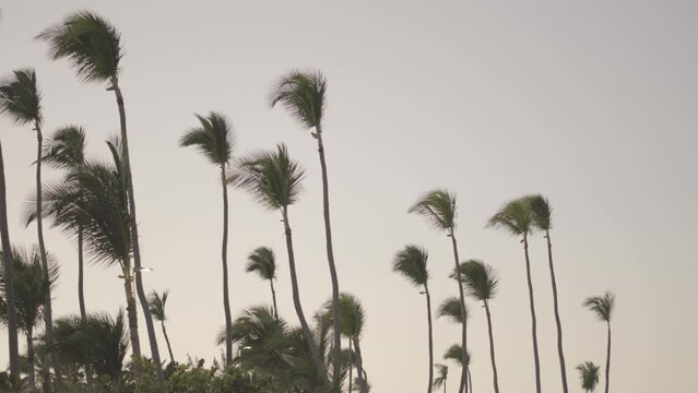 palm trees in the tropics in Dominican slog 2 S-Gamut.
