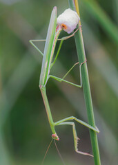 praying mantis  release eggs on green leaf