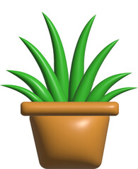 aloe vera plant in pot