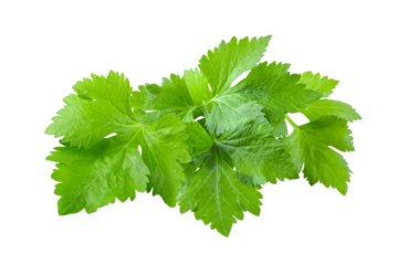 Celery leaf isolated on transparent png