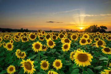Fototapeta premium Summer sunset over filed of sunflowers