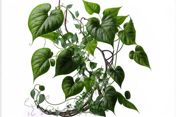 Foto op Canvas Isolated on a white background, large tangled jungle vines with leaves of a wild morning glory liana plant are shown with a clipping path. Generative AI © 2rogan