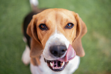 Beagle up close licking his lips