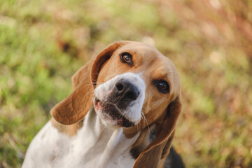 Nice beagle with the look attentive to something