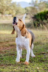 Beagle dog barking. Beautiful dog.