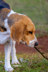 Beagle biting a stick on the nature