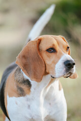 An adorable Beagle dog stock photo. 