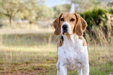 An adorable Beagle dog stock photo. 