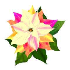 

 Merry Christmas Poinsettia Flower, different colors flower, can be used this graphic for any kind of merchandise.
It is perfect for any project packaging, 
bags, t-shirts, etc. whatever you want