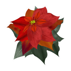 Merry Christmas Poinsettia Flower,
can be used this graphic for any kind of merchandise. It is perfect for any project packaging, stationery, mugs, 
bags, pillows, t-shirts, etc. whatever you want.

