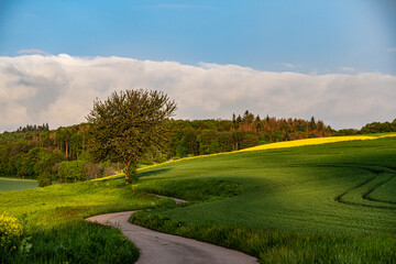 Straße mit Feld und Bäume