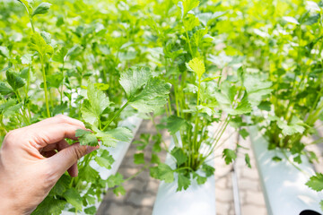 Fototapeta na wymiar Celery plant grow with hydroponic system, organic farming in Thailand