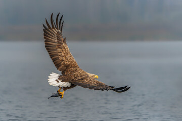 white tailed eagle (Haliaeetus albicilla) taking a fish out of the water of the oder delta in Poland, europe. Polish Eagle. National Bird Poland.                                                       
