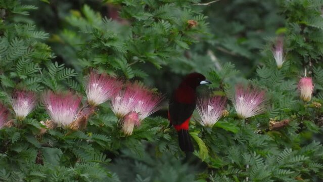 Crimson backed tanager male feeding on beautiful pink powderpuff flowers for nectar is dominated and replaced by a oriole female
