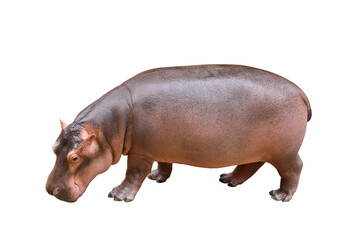 Hippopotamus isolated on transparent background png file	