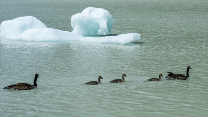 A family of Canada Geese Swimming in Glacier Lake