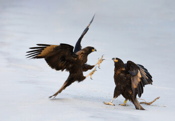 Striated caracaras (Phalcoboenus australis) fighting on a sandy beach. Falklands.