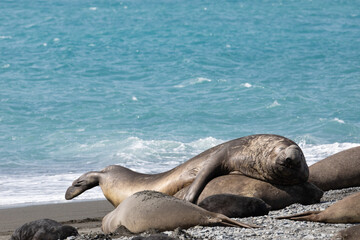Obraz premium Male and female elephant seal mating. South Georgia, Antarctica.