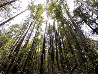 Redwood Forest in Rotorua New Zealand. High-quality photo