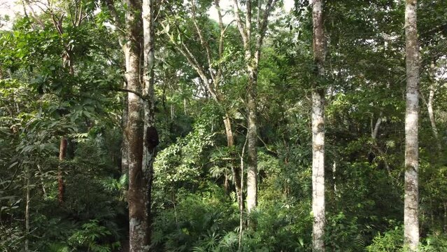 Entering trees and vegetation in rainforest. tropical jungle videos.