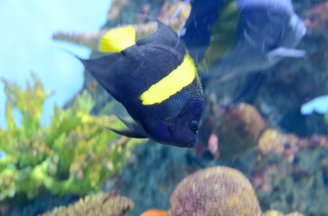 イエローバンドエンゼルフィッシュ