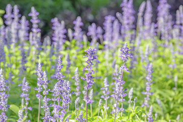 violet lavender in the garden field