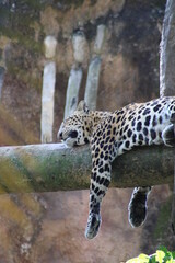foto de un jaguar durmiendo © Fabis