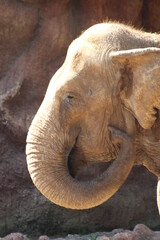 Foto de un elefante