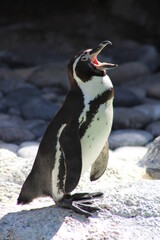 Naklejka premium Foto de un pinguino