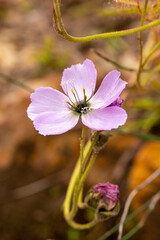 Close-up of a single light pink flower of the Sundew Drosera cistiflora